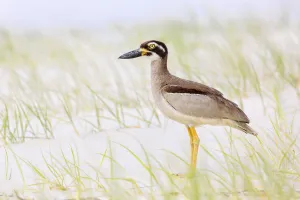 Beach Stone-curlew (Esacus magnirostris), Queensland, Australia