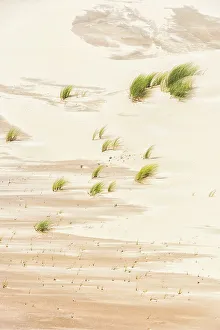 Creative Prints: Beachgrass growing in the dunes, Kennemerduinen, Noord-Holland, The Netherlands