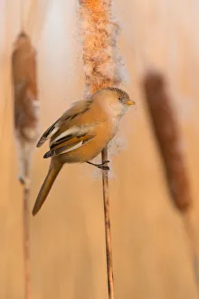 Bearded Reedling (Panurus biarmicus) female, Saxony, Germany Bearded Reedling (Panurus biarmicus) female, Saxony, Germany