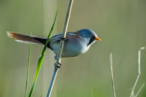 Passerine Prints: Bearded Reedling (Panurus biarmicus) male, Schleswig-Holstein, Germany