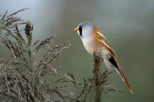 Autumn Prints: Bearded Tit (Panurus Biarmicus) male perched on a reed stem looking left
