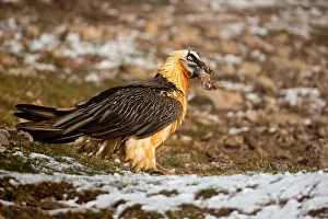 Bearded Vulture (Gypaetus barbatus), Catalonia, Spain