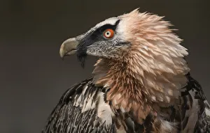 Accipitridae Prints: Bearded Vulture (Gypaetus barbatus) captive, Lower Saxony, Germany