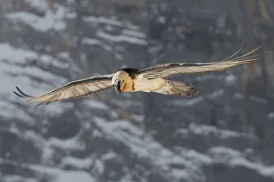 Bearded Vulture (Gypaetus barbatus) flying, Valais, Switzerland Bearded Vulture (Gypaetus barbatus) flying, Valais, Switzerland