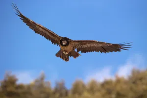 Bearded Vulture (Gypaetus barbatus) flying, Pyrenees, Spain