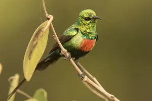 Beautiful Sunbird (Cinnyris pulchellus) male, Gambia