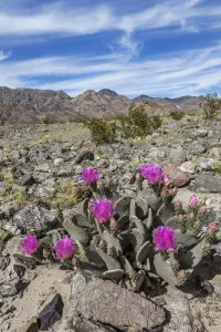 Beavertail Cactus (Opuntia basilaris) flowering, Death Valley National Park, California Beavertail Cactus (Opuntia basilaris) flowering, Death Valley National Park, California