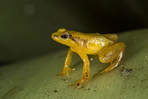 Beebes Rocket Frog (Colostethus beebei), Kaieteur Falls, Potaro River, Kaieteur National Park Beebes Rocket Frog (Colostethus beebei), Kaieteur Falls, Potaro River, Kaieteur National Park