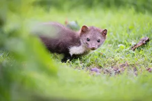 The Netherlands Prints: Beech Marten (Martes foina) juvenile feeding on fruits, Oudega, Friesland, The Netherlands
