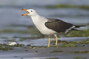 Peru Prints: Belchers Gull (Larus belcheri), Isla de Ballestas National Park, Peru