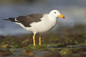 Belchers Gull (Larus belcheri), Isla de Ballestas National Park, Peru