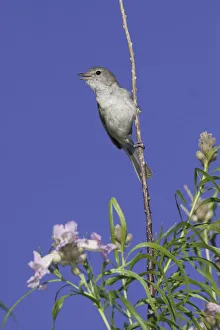 Bells Vireo (Vireo bellii arizonae) male singing, Arizona, USA Bells Vireo (Vireo bellii arizonae) male singing, Arizona, USA