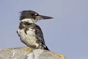 Belted Kingfisher (Megaceryle alcyon), British Columbia, Canada Belted Kingfisher (Megaceryle alcyon), British Columbia, Canada