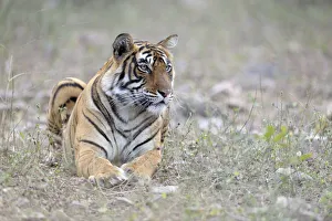 Trees Prints: Bengal Tiger lying in grass, India, Rajasthan, Sawai Madhopur