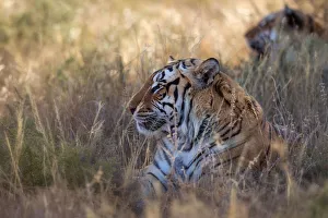 Bengal Tiger (Panthera tigris) adult portrait, captive, Philippolis, South Africa
