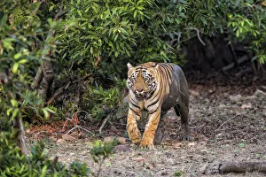 Bengal Tiger (Panthera tigris Tigris) coming out of the forest in Tadoba National Park in