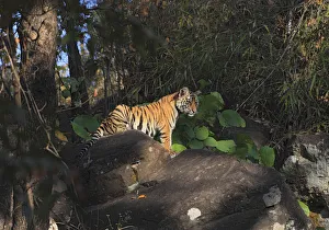 Bengal Tiger (Panthera tigris tigris) cub in front of the den, India Bengal Tiger (Panthera tigris tigris) cub in front of the den, India