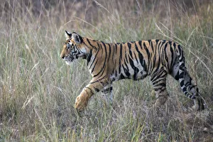 Bengal Tiger (Panthera tigris tigris) cub in long grasses, India, Madhya Pradesh