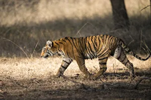 Bengal tiger (Panthera tigris tigris) cub on the move, India, Rajasthan Bengal tiger (Panthera tigris tigris) cub on the move, India, Rajasthan