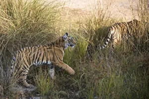 Bengal tiger (Panthera tigris tigris) cubs on the move, India, Rajasthan Bengal tiger (Panthera tigris tigris) cubs on the move, India, Rajasthan