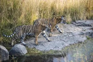 Bengal tiger (Panthera tigris tigris) cubs on the move across rocks, India, Rajasthan Bengal tiger (Panthera tigris tigris) cubs on the move across rocks, India, Rajasthan