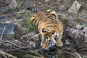 Bengal Tiger (Panthera tigris tigris) drinking, Ranthambore National Park, Rajasthan Bengal Tiger (Panthera tigris tigris) drinking, Ranthambore National Park, Rajasthan