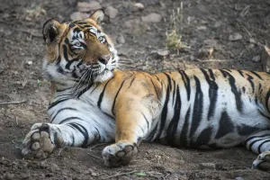Bengal tiger (Panthera tigris tigris) lying down, India, Rajasthan Bengal tiger (Panthera tigris tigris) lying down, India, Rajasthan