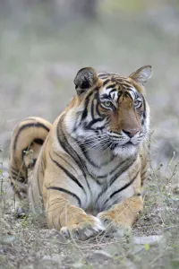 Bengal Tiger (Panthera tigris tigris) lying in grass, India, Rajasthan, Sawai Madhopur Bengal Tiger (Panthera tigris tigris) lying in grass, India, Rajasthan, Sawai Madhopur