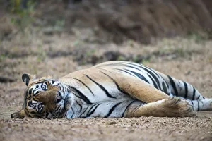 Bengal tiger (Panthera tigris tigris) lying on track, India, Rajasthan Bengal tiger (Panthera tigris tigris) lying on track, India, Rajasthan