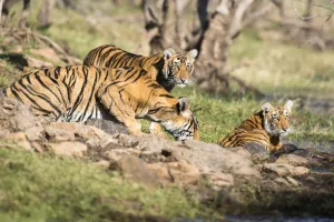 Bengal tiger (Panthera tigris tigris) mother drinking with cubs, India, Rajasthan