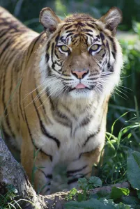 Bengal Tiger (Panthera tigris tigris) portrait, at Woodland Park Zoo, Seattle, Washington Bengal Tiger (Panthera tigris tigris) portrait, at Woodland Park Zoo, Seattle, Washington