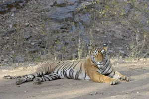 Bengal Tiger ( Panthera tigris tigris) relaxing, looking at camera, India, Ranthambore Bengal Tiger ( Panthera tigris tigris) relaxing, looking at camera, India, Ranthambore