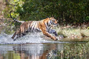 Bengal Tiger (Panthera tigris tigris) running through the water