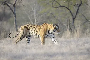 Bengal Tiger (Panthera tigris tigris) walking, sideview, India, Rajasthan, Sawai Madhopur Bengal Tiger (Panthera tigris tigris) walking, sideview, India, Rajasthan, Sawai Madhopur