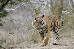 Bengal Tiger (Panthera tigris tigris) walking facing forwards, India, Rajasthan