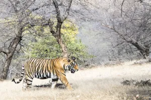 Bengal Tiger (Panthera tigris tigris) walking across grassy plain