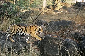 Bengal tiger (Panthera tigris tigris) walking over rocks, India, Madhya Pradesh