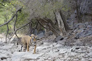 Bengal Tiger (Panthera tigris tigris) walking on rocky surface