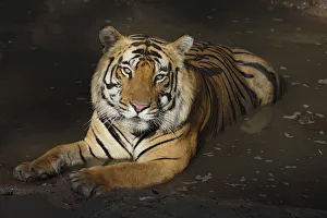 Bengal Tiger (Panthera tigris tigris) in water, India, Madhya Pradesh, Bandhavgarh Bengal Tiger (Panthera tigris tigris) in water, India, Madhya Pradesh, Bandhavgarh