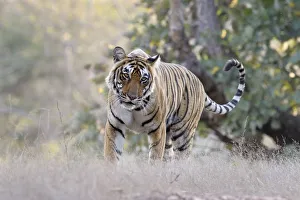Bengal Tiger walking in grass, with low angle., India, Rajasthan, Sawai Madhopur Bengal Tiger walking in grass, with low angle., India, Rajasthan, Sawai Madhopur