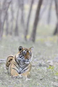 Bengal Tiger(Panthera tigris tigris) lying in grass with trees in background, India