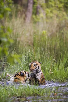 Hunting Prints: Bengal tigers (Panthera tigris tigris) siblings playing in a water hole