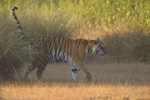 Bengal Tigress (Panthera tigris) is marking her territory while crossing an open field Bengal Tigress (Panthera tigris) is marking her territory while crossing an open field