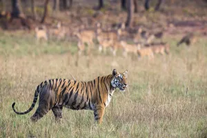 Bengal tigress (Panthera tigris tigris) being watched by chital/spotted deer (Axis axis Bengal tigress (Panthera tigris tigris) being watched by chital/spotted deer (Axis axis