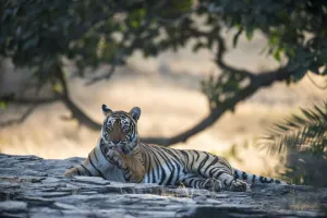 Bengal tigress (Panthera tigris tigris) licking paw, India, Rajasthan