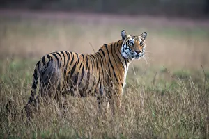 Bengal tigress (Panthera tigris tigris) in meadow, India, Madhya Pradesh Bengal tigress (Panthera tigris tigris) in meadow, India, Madhya Pradesh