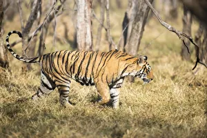 Bengal tigress (Panthera tigris tigris) on the move, India, Rajasthan Bengal tigress (Panthera tigris tigris) on the move, India, Rajasthan