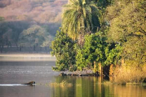 Bengal tigress (Panthera tigris tigris) swimming across Lake Rajbagh, India, Rajasthan