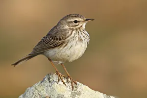 Berthelots Pipit (Anthus berthelotii), Canary Islands, Spain Berthelots Pipit (Anthus berthelotii), Canary Islands, Spain