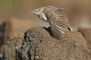 Berthelots Pipit (Anthus berthelotii), Canary Islands, Spain